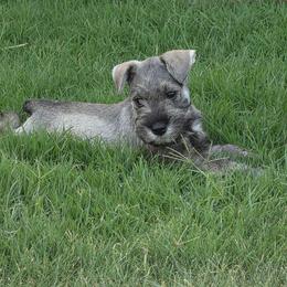 Otter - Salt and pepper male Miniature Schnauzer puppy in Piedmont, Oklahoma from J&K's Miniature Schnauzers