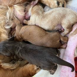 Arlo - Red male Dachshund puppy in Yucaipa, California from Motorhead Dachshunds
