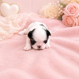 Black Tan Girl (purple) - Black tan and white female Japanese Chin puppy in Tulsa, Oklahoma from Locust Creek Pugs & Japanese Chin's