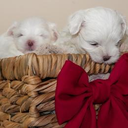 Maltese from Royal Korean Maltese