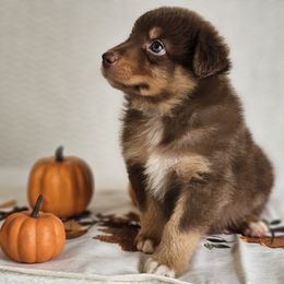 Big Red - Red tri-color male Australian Shepherd puppy in Mountain Grove, Missouri from K Bar H Farms