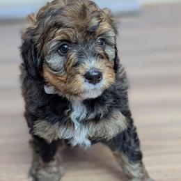 White - Tri-color female Bernedoodle puppy in Connecticut from Valley View Doodles