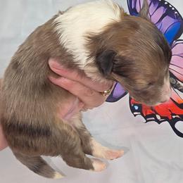 B-3 - Sable merle and white male Shetland Sheepdog puppy in Citra, Florida from Southpaw Herders LLC