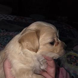 Lannister - Fawn male Chihuahua puppy in Seneca, Missouri from Stephanie’s Puppy Colony