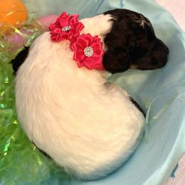 Assorted Doodle Crosses and Poodle Puppies from Gemstone Poodles and Doodles