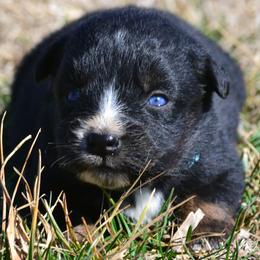 Girl 4 - female Miniature Australian Shepherd puppy in Gravette, Arkansas from DiamondR Mini Aussies @ DiamondR Farm & Kennel