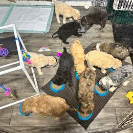 Sheepadoodle Puppies from Smokey Mountain Sheepadoodles