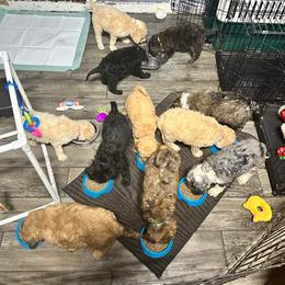 Sheepadoodle Puppies from Smokey Mountain Sheepadoodles