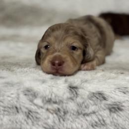Dachshund Puppies from Suzie’s Mini Doxies