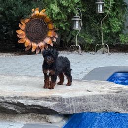 Lulu - Black phantom female Aussiedoodle puppy in Central Islip, New York from Fifth Avenue Australian Shepherds