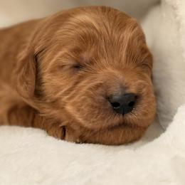 Green - Red  male Goldendoodle puppy in Boise, Idaho from Goldendoodle Baby