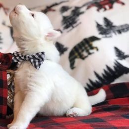 Siberian Husky Puppies from Freedom Run Acres