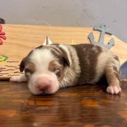 Sixes - Red merle male Miniature Australian Shepherd puppy in North Lakeport, California from Wild Rose Ranch