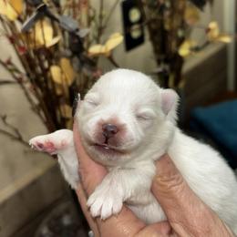 Champagne - Cream parti male Pomeranian puppy in Odessa, Texas from Cherry's Poms