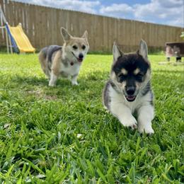 Koppi - Black and tan female Pembroke Welsh Corgi puppy in Alvin, Texas from Cottonwood Corgis