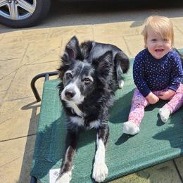 Border Collies from Zealous Border Collies