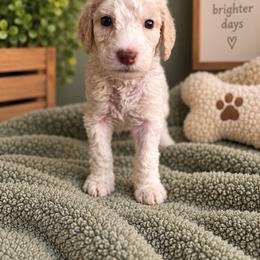 Light Purple - Apricot female Labradoodle puppy in Ellenwood, Georgia from Four Paws Down