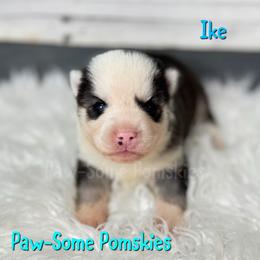 Ike - Black and white male Pomsky puppy in Krum, Texas from Paw-Some Pomskies
