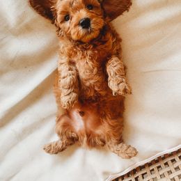 Aussiedoodle, Cockapoo, Miniature Australian Shepherd, and Poodle Puppies from Benson’s Red River Aussies