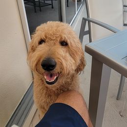River - Goldendoodle
