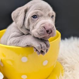 Marty - Silver gray male Weimaraner puppy in Evart, Michigan from Drehbar Weimaraners