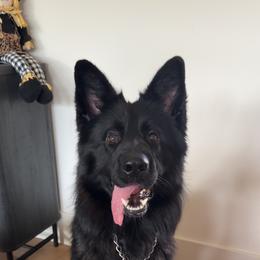 Ryker - Black male German Shepherd puppy in Azle, Texas from Nuckols-Alsup Canines German Shepherds