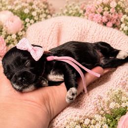 Daisy - Black female Miniature Schnauzer puppy in Magalia, California from NorCal Schnauzers
