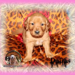 Dallas - Dark golden female Golden Retriever puppy in Anson, Texas from Diamond Bar N Ranch