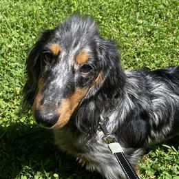Draco - Dachshund