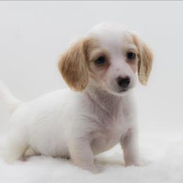Female 2 - Piebald female Dachshund puppy in Childress, Texas from Taylor Farms