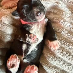 Pink collar - Black female Shorkie puppy in Staten Island, New York from Sensational Shorkies