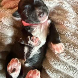 Pink collar - Black female Shorkie puppy in Staten Island, New York from Sensational Shorkies