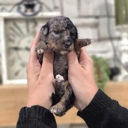 Natalie - Blue merle female Bernedoodle puppy in Dothan, Alabama from Farquharson's Poodles&Doodles