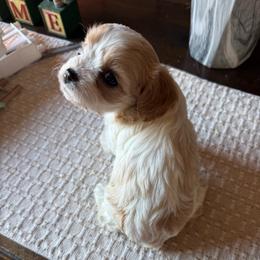 Birdie - Apricot and white female Cavachon puppy in Kerrville, Texas from Blount pups