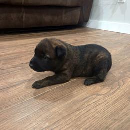 Rose (pink) - Black brindle female Dutch Shepherd puppy in Signal Mountain, Tennessee from Torgun Police Dogs