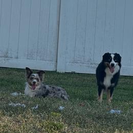 Miniature Australian Shepherd puppies from House of Miniature Aussies