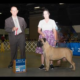 Angel - Bullmastiff