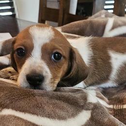 Dachshund Puppies from Arizona Desert Gold Dachshunds