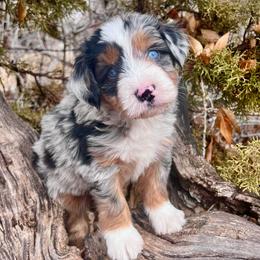Blizzard - Blue merle male Australian Shepherd puppy in Randolph, Utah from Dry Canyon Pups