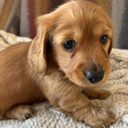 EE Red Female - Red female Dachshund puppy in Mesa, Arizona from Ruby Desert Doxies