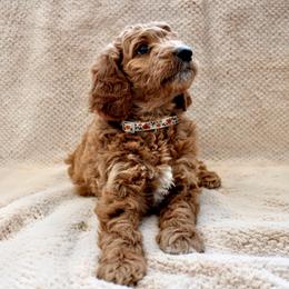 Pando - Red  female Goldendoodle puppy in Payson, Utah from Mountainside Goldendoodle