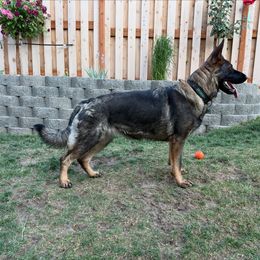 Stormy - German Shepherd