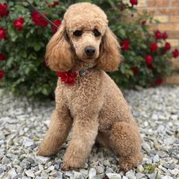 Poodles from Stonewick Poodles