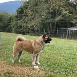 Kimi - Akita