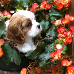 Cavalier King Charles Spaniel Puppies from Chestnut Ridge Cavaliers