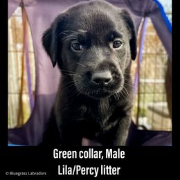 Labrador Retriever Puppies from Bluegrass Labradors