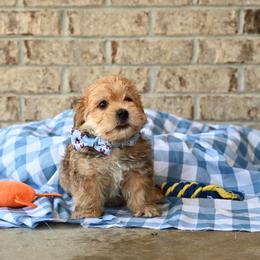 Bruce - Gold male Morkie puppy in Guthrie, Kentucky from Happy Tail Puppies