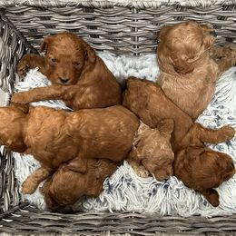 Cavapoo puppies from Magnolia Prairie Doodles