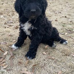 Goldendoodle Puppies from Golden Cuddle Pups
