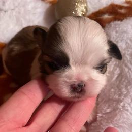 Button - Brindle male Shih Tzu puppy in Lebanon, Tennessee from Jan’s Shihtzus